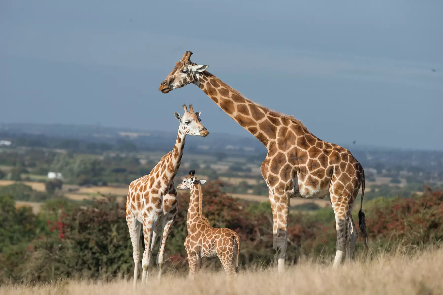 Port Lympne Safari Experience